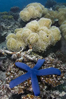 Blue sea star (Linckia laevigata) on coral reef, Fiji, South Pacific Blue sea star (Linckia laevigata) on coral reef, Fiji, South Pacific