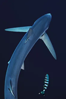 Blue shark (Prionace glauca) seen from above with pilot fish, Azores Islands, Portugal Blue shark (Prionace glauca) seen from above with pilot fish, Azores Islands, Portugal