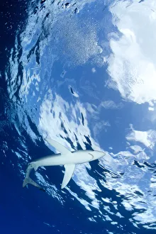 Blue shark (Prionace glauca) viewed from below, with Snells window effect, Pico Island Blue shark (Prionace glauca) viewed from below, with Snells window effect, Pico Island