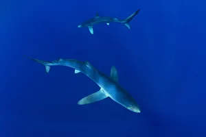 Blue sharks (Prionace glauca) Faial Island, Azores, Portugal, Atlantic Ocean, September Blue sharks (Prionace glauca) Faial Island, Azores, Portugal, Atlantic Ocean, September
