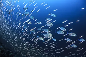 Blue spotted trevally (Caranx bucculentus) hunting small fish in the reef, South Ari Atoll Blue spotted trevally (Caranx bucculentus) hunting small fish in the reef, South Ari Atoll