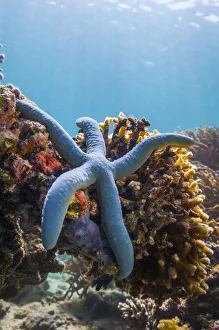 Blue starfish (Linckia laevigata) Malaysia Blue starfish (Linckia laevigata) Malaysia