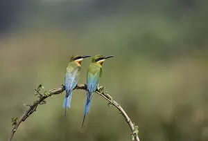 Images Dated 19th April 2014: Blue-tailed bee-eater (Merops philippinus) pair sitting on perch, Ranganathittu Bird Sanctuary