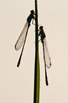Two Blue-tailed damselflies {Ischnura elegans}, silhouette on reed, Cornwall, UK. June Two Blue-tailed damselflies {Ischnura elegans}, silhouette on reed, Cornwall, UK. June