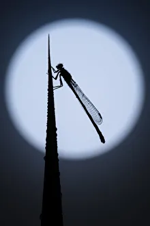 Blue tailed damselfly (Enallagma cyathigerum) silhouetted against the moon, Tamar Lakes Blue tailed damselfly (Enallagma cyathigerum) silhouetted against the moon, Tamar Lakes