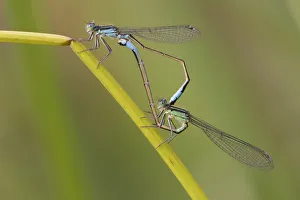 Blue-tailed damselfly (Ischnura elegans) pair mating on stem. Brasschaat, Belgium Blue-tailed damselfly (Ischnura elegans) pair mating on stem. Brasschaat, Belgium