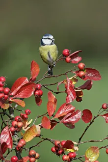 Blue tit (Parus caeruleus) with autumn leaves and berries, Essex, UK, October Blue tit (Parus caeruleus) with autumn leaves and berries, Essex, UK, October