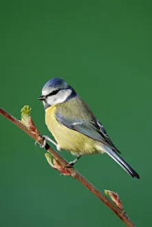 Blue tit {Parus caeruleus} on branch, Cornwall. UK Blue tit {Parus caeruleus} on branch, Cornwall. UK