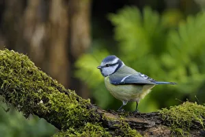 Blue Tit (Parus caeruleus) perched on mossy branch. Breton Marsh, French Atlantic Coast Blue Tit (Parus caeruleus) perched on mossy branch. Breton Marsh, French Atlantic Coast