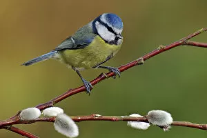 British Birds Gallery: Blue tit (Parus caeruleus) perched among Pussy willow, West Sussex, England, UK
