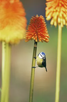 Blue tit {Parus caeruleus} on Red hot poker flower, UK Blue tit {Parus caeruleus} on Red hot poker flower, UK