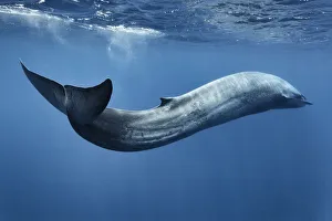 Blue whale (Balaenoptera musculus) swimming in s motion, Sri Lanka, Indian Ocean Blue whale (Balaenoptera musculus) swimming in s motion, Sri Lanka, Indian Ocean