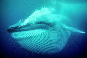 Blue whale (Balaenoptera musculus) underwater, Coronado Islands, Baja California