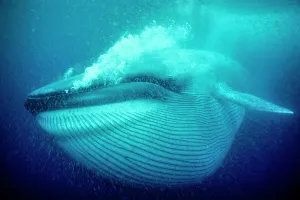 Blue whale (Balaenoptera musculus) underwater, Coronado Islands, Baja California Blue whale (Balaenoptera musculus) underwater, Coronado Islands, Baja California