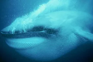 Blue whale underwater close-up of head and mouth, Mexico Blue whale underwater close-up of head and mouth, Mexico