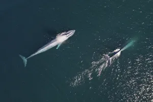 Blue whales (Balaenoptera musculus) surfacing , aerial shot, Baja California Blue whales (Balaenoptera musculus) surfacing , aerial shot, Baja California