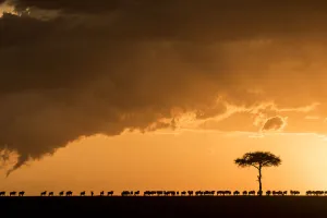 Blue wildebeest (Connochaetes taurinus), migrating herd silhouetted on the horizon at Blue wildebeest (Connochaetes taurinus), migrating herd silhouetted on the horizon at