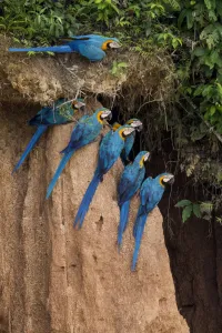 Blue and yellow macaws (Ara ararauna) at claylick close to the Tambopata river, Tambopata Reserve Blue and yellow macaws (Ara ararauna) at claylick close to the Tambopata river, Tambopata Reserve