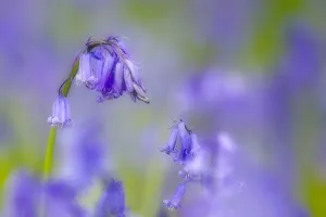 Bluebell flower (Hyacinthoides non-scripta) with soft focus effect, The National Forest Bluebell flower (Hyacinthoides non-scripta) with soft focus effect, The National Forest