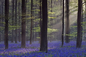 Images Dated 27th April 2010: Bluebell (Hyacinthoides non-scripta) carpet under Beech woodland (Gagus sylvatica)