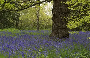 Bluebell (Hyacinthoides non-scripta) carpeting Conservation Area, Kew Gardens, London, UK Bluebell (Hyacinthoides non-scripta) carpeting Conservation Area, Kew Gardens, London, UK