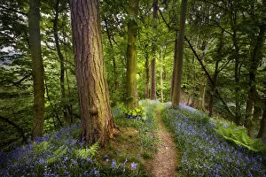 Images Dated 15th May 2008: Bluebells {Endymion nonscriptus} flowering in woodland with path leading into distance