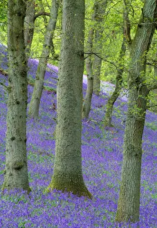 Bluebells (Hyacinthoides non-scripta) flowering in oakwood, Perthshire, Scotland, UK, May Bluebells (Hyacinthoides non-scripta) flowering in oakwood, Perthshire, Scotland, UK, May