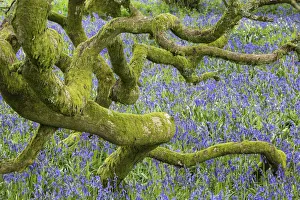 Bluebells (Hyacinthoides non-scripta) in woodland near Minterne Magna, Dorset, England, UK, April Bluebells (Hyacinthoides non-scripta) in woodland near Minterne Magna, Dorset, England, UK, April