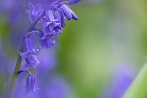 Bluebells (Hyacinthoides non-scripta), Northumberland National Park, UK, May Bluebells (Hyacinthoides non-scripta), Northumberland National Park, UK, May