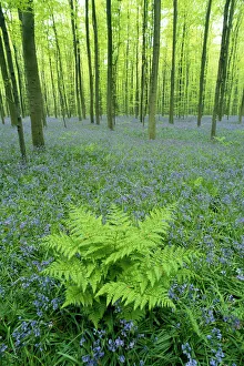 Bernard castelein/bluebells hyacinthoides non scripta flowering Bernard castelein/bluebells hyacinthoides non scripta flowering