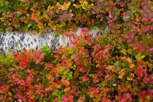 Blueberry plants {Vaccinium cyanococcus} growing in the understorey of Taiga woodland in Blueberry plants {Vaccinium cyanococcus} growing in the understorey of Taiga woodland in