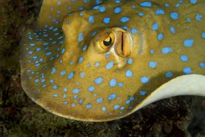 Bluespotted ribbontail ray (Taeniura lymma) searching for food over the coral reef at night, Triton Bay, West Papua Bluespotted ribbontail ray (Taeniura lymma) searching for food over the coral reef at night, Triton Bay, West Papua