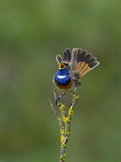 Muscicapidae Gallery: Bluethroat (Luscinia svecica) singing on a branch Vendee, France, May
