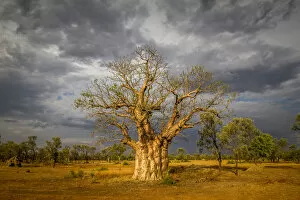 Images Dated 25th October 2013: Boab or Australian Baobab tree (Adansonia gregorii), Western Australia