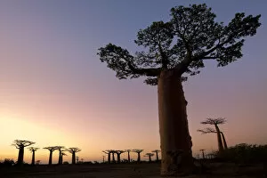 Boabab trees {Adansonia grandidieri} silhouetted at sunset. Morondava, Madagascar