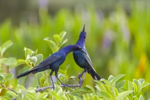 Boat-tailed grackle pair (Quiscalus major) in courtship display Boat-tailed grackle pair (Quiscalus major) in courtship display