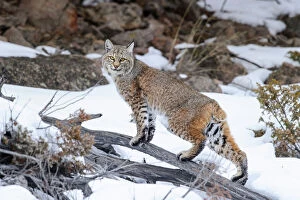 Lynx Gallery: Bobcat (Lynx rufus) standing on branch in snow. Madison River Valley, Yellowstone National Park
