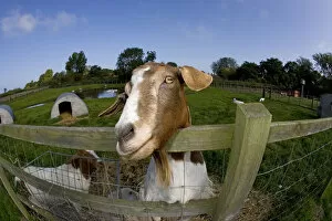 Images Dated 12th September 2007: Boer domestic goat (Capra hircus) waiting to be fed, Norfolk, UK, September
