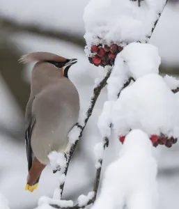 Bohemian waxwing (Bombycilla garrulus) feeding on snow covered Rowan (Sorbus sp) berries Bohemian waxwing (Bombycilla garrulus) feeding on snow covered Rowan (Sorbus sp) berries