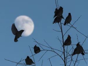 Bohemian waxwing (Bombycilla garrulus), flock at dusk with moon, Finland, February Bohemian waxwing (Bombycilla garrulus), flock at dusk with moon, Finland, February