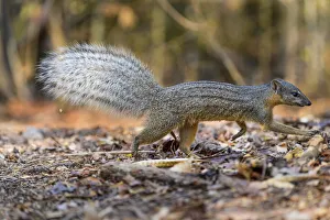 Boky-boky (Mungotictis decemlineata) or Narrow-striped mongoose adult foraging in leaf Boky-boky (Mungotictis decemlineata) or Narrow-striped mongoose adult foraging in leaf
