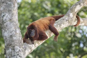 Bolivian red howler (Alouatta sara), Pampas del Yacuma Protected Area, Bolivia Bolivian red howler (Alouatta sara), Pampas del Yacuma Protected Area, Bolivia