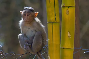 Bonnet macaque (Macaca radiata), young animal on fence, Karnataka, India Bonnet macaque (Macaca radiata), young animal on fence, Karnataka, India
