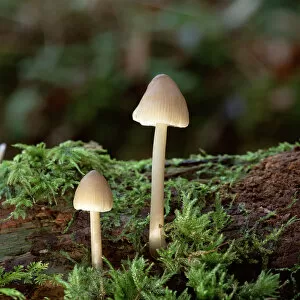 Images Dated 14th June 2010: Bonnet mushroom fungus (Mycena sp) Clare Glen, County Armagh, Northern Ireland, UK