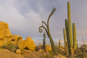 Boojum tree (Fouquieria columnaris) and Mexican giant cardon (Pachycereus pringlei Boojum tree (Fouquieria columnaris) and Mexican giant cardon (Pachycereus pringlei