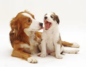 Border Collie with one of her puppies, 5 weeks, yawning Border Collie with one of her puppies, 5 weeks, yawning