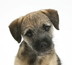 Border Terrier bitch puppy, Kes, with head cocked on one side Border Terrier bitch puppy, Kes, with head cocked on one side