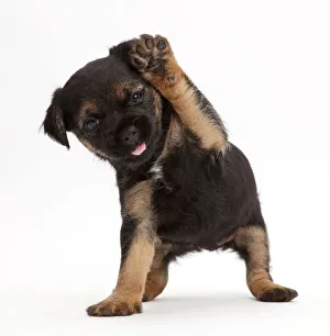 Border Terrier puppy, age 5 weeks, with raised paw Border Terrier puppy, age 5 weeks, with raised paw