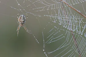 Bordered orb-weaver spider (Neoscona adianta) on dew covered web, Peerdsbos, Brasschaat Bordered orb-weaver spider (Neoscona adianta) on dew covered web, Peerdsbos, Brasschaat