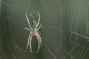 Bordered orbweaver (Neoscona adianta), Klein Schietveld, Brasschaat, Belgium. July Bordered orbweaver (Neoscona adianta), Klein Schietveld, Brasschaat, Belgium. July